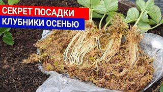 СЕКРЕТ ПОСАДКИ клубники осенью. Что положить в лунку