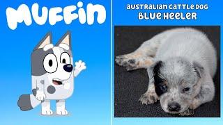 130 Bluey Characters! (EVERY DOG BREED inspiration for Bluey season 1,2 and 3 in REAL LIFE)