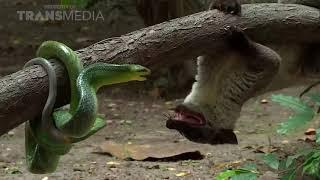 Intense Battle, Weasel VS Arboreal Ratsnake.