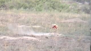 22-250 Ruger #1, Prairie dog. Varmint hunting video