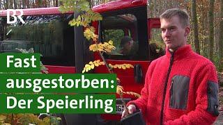 Der Speierling: Zukunftsbaum für Klimawandel und nachhaltige Forstwirtschaft? | BR Fernsehen