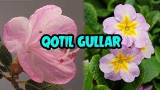 ҚОТИЛ ГУЛЛАР | QOTIL GULLAR