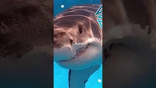 #shark #edit #moana #sharkedits #songlyrics #travel
