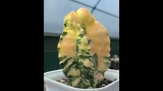 Астрофитум (Astrophytum) и Осень!  (2024).