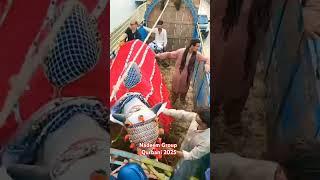 Nadeem group Qurbani 2025 Sibbi bull #cow #jdccow #jdc #vlogs #pakistan #qurbanicollection#viral.