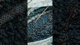 Mosquito larva... #trending #guppy #reels #fish #reelsinstagram #guppyfish #reelsinstagram #viral