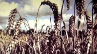SALLY DIGE - Losing You (Album Version)