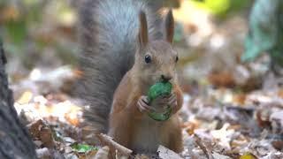 Молодые белки. Зарисовка / Young squirrels. Sketch