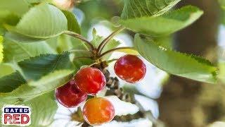 How to Identify Edible Plants in the Wild