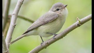 #GreenFridays - Birding By Ear, a How-To with Billy Brown!