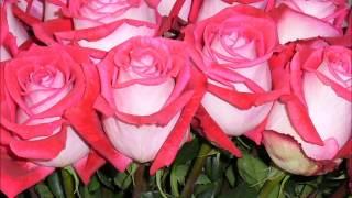 Ecuadorian Roses, Розы из Эквадора, Эквадорские Розы - 8 МАРТА