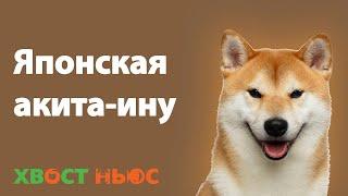 Японская акита-ину: все о породе