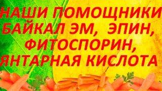 Байкал ЭМ, Эпин Экстра, Фитоспорин М, Янтарная кислота - наши дачные помощники