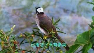 音樂磁場COVER- 囚鳥。   Taiwan