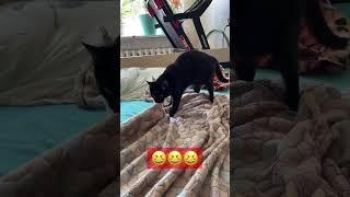 Мнем и мнем и мнем и мнем мы #смешныекоты #приколысживотными #funnyanimals #смешноевидео #funnydogs