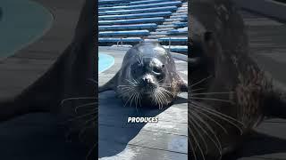Seal’s tail#animals #funnyanimal #funny #seal