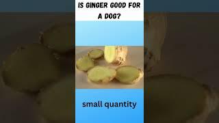 IS GINGER GOOD FOR A DOG?#shorts