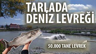 TOPRAKTA DENİZ LEVREĞİ - TARLADA BALIK YETİŞTİRME - LEVREK ÇİFTLİĞİ - AHMET KAÇAR BALIK - MERSİN