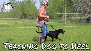 Teaching a Dog to Heel: Stop Pulling on Lead