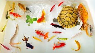 Amazing Catch Colorful Ornamental Frogs, Ell Fish, Ranchu Fish, Betta Fish, Koi, Turtle, gupy