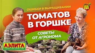 КАРЛИКОВЫЕ ТОМАТЫ в горшке! Ошибки, которые важно НЕ допустить при выращивании.