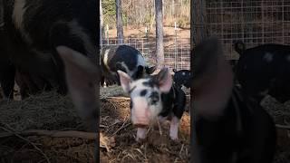 They look like her! #countrymusic #animals #happy #homestead #funny #viral #babies #love