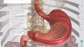 The GastroIntestinal Tract | Complete Anatomy