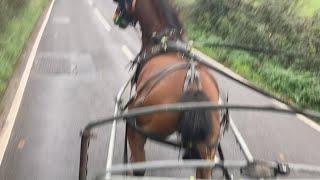 A Horse Scared of Manholes and Puddles - Flash