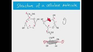 AS Biology - The structure of cellulose