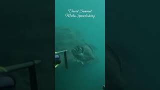Gilthead Close-up #fishing #fish #underwater #scubadiving #spearfishing #pesca #fish #viralshorts