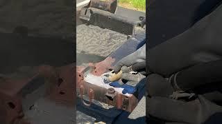 WATCH the rust FALL OFF this frame!
