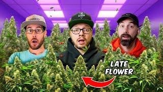 Pro Tips for Cannabis Late Flowering to Maximize Yields | From The Stash: Highly Educational Ep. 8