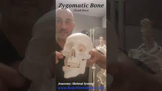 Anatomy: Zygomatic Arch