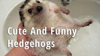 Смешные животные. Еж || Funny animals. Hedgehog