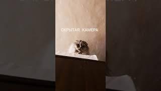 Скрытая камера   #котики #коты #камера #животные #лол #shorts