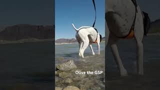 #gsp #campingdog #lakemead #waterdog #germanshorthairedpointer #dogshorts