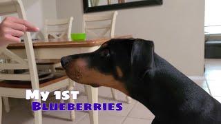 Doberman puppy 1st time eating blueberries + training time #LokiTheDoberman #QuarantineLife