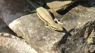 Close up of a Lizard in Cyprus