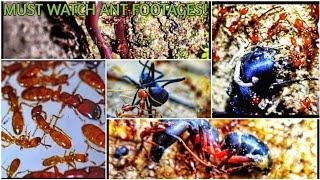MUST WATCH ANT FOOTAGES // PART-1