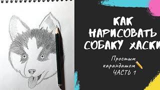 Как нарисовать собаку ХАСКИ карандашом пошагово | Рисование для начинающих