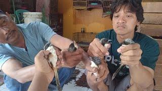 update redy stok burung di kios cendet blangkon cucak kinoi anis kembang srindit DLL Full