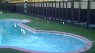 Playtime at Pet Paradise Resort Sanford, Florida