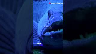 The sea Wolf? yes; The Wolf Fish: Anarhichas lupus! 