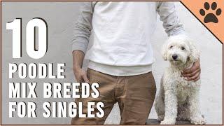 Top 10 Poodle Mix Breeds for Singles | Dog World