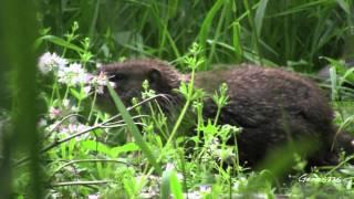 Woodchuck (Marmota monax)