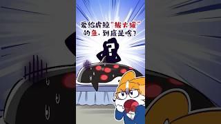 别看这鱼个头小，它敢给虎鲸“拔火罐”！#shorts #虎鲸 #达摩鲨 #我是小魔
