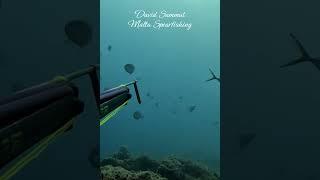 River of Blue Runners #fishing #scubadiving #fish #scubadiving #underwater #pesca #viralvideo #viral