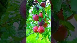 enjoy beautiful  fruits with nature #trending #yt #ytshorts