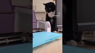 Cricut custom logo printing ‍⬛️ #CatApproved #Cricut #CraftingWithCats #logodesign