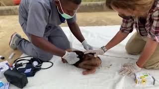 Baby Chimpanzee Rescue from poachers